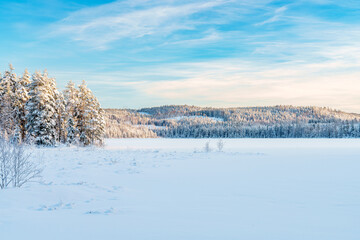 beautiful snowy winter landscape panorama with forest and sun. winter sunset in forest panoramic view. sun shines through snow covered trees