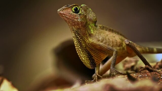 Otocryptis wiegmanni - Brown-patched kangaroo lizard, Sri Lankan kangaroo lizard or Wiegmann's agama, small, ground-dwelling agamid lizard endemic to Sri Lanka, fighting and displaying to its rival.