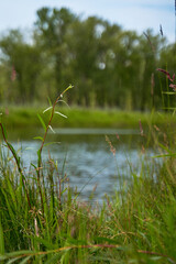 Tall green grass with spikelets on the riverside in the forest. Calm summer weather.