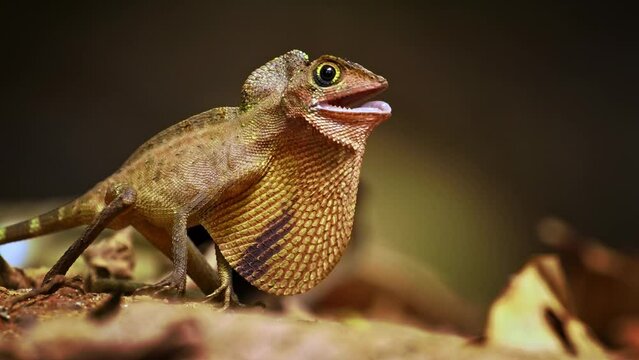 Otocryptis wiegmanni - Brown-patched kangaroo lizard, Sri Lankan kangaroo lizard or Wiegmann's agama, small, ground-dwelling agamid lizard endemic to Sri Lanka, fighting and displaying to its rival.