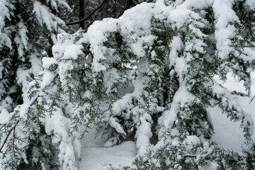 Christmas tree branches in the snow with Christmas tree lights. Snowy winter natural background.