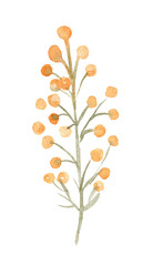 Watercolor mimosa branch illustration isolated on white