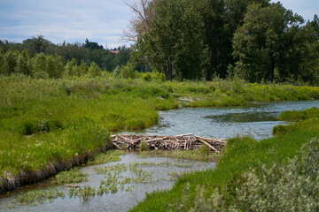 The beaver dam is built on a river in the forest. Calm, sunny summer weather.