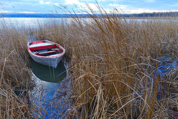 Wooden old white boat dinghy among the reeds in winter by the lake.