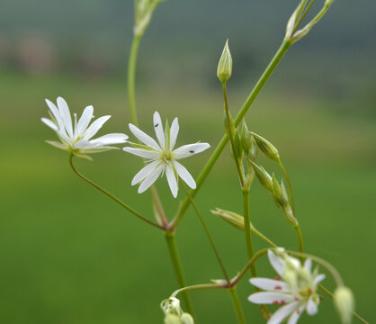 Stellaria graminea blooms in nature