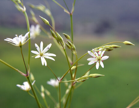 Stellaria graminea blooms in nature