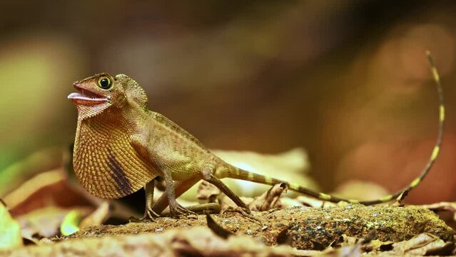 Otocryptis wiegmanni - Brown-patched kangaroo lizard, Sri Lankan kangaroo lizard or Wiegmann's agama, small, ground-dwelling agamid lizard endemic to Sri Lanka, fighting and displaying to its rival.