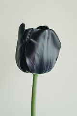 Black tulip on white background.Minimal concept.