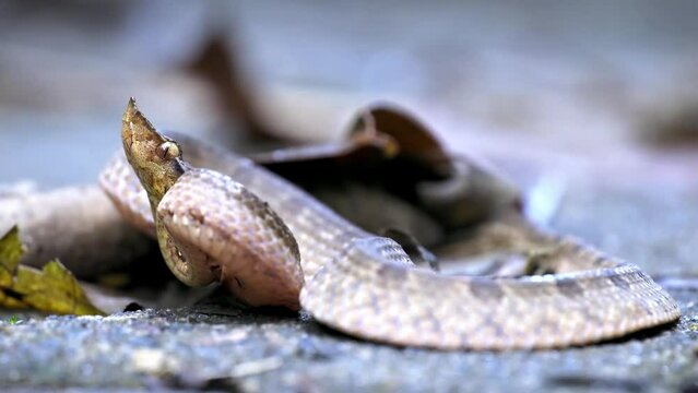 Hump-nosed pit viper (Hypnale zara), in lowlands, venomous brown snake endemic to Sri Lanka, distinguished from Hypnale nepa by variably colored body and less upcurved snout, Sinharaja. Snake attack.