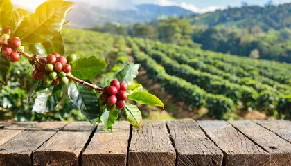 Ingelijste posters base de madeira com frutas e folhas de café em destaque, em frente a um produtivo cafezal, agricultura © coffeee