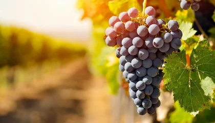 Foto op Canvas muitas uvas em destaque em uma bela vinícola com muitas parreiras, plantação, agricultura © coffeee