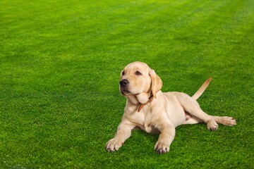 Beautiful domestic dog sits in the grass for a walk