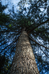 &Aacute;rbol contrapicado