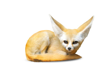 Fototapeta premium fennec fox isolated on white