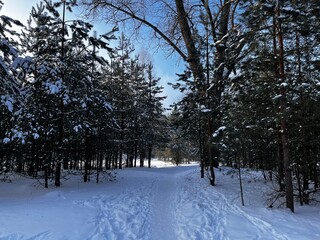  Winter landscape in the forest. Snow-covered path through the forest. 