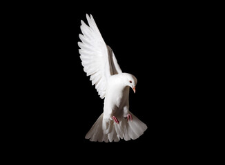 white dove in flight isolated on black