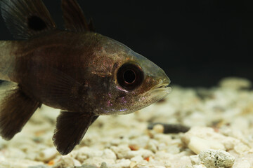 Black Cardinalfish (Apogonichthyoides melas) from Indo pacific ocean