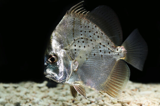 Spotted Sicklefish (Drepane punctata) edible sea fish from Indo pacific region