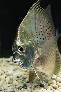 Spotted Sicklefish (Drepane punctata) edible sea fish from Indo pacific region