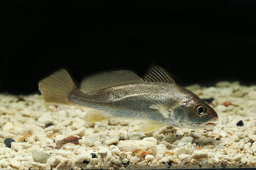 Caroun Croaker (Johnius carouna) edible fish from Southeast Asia