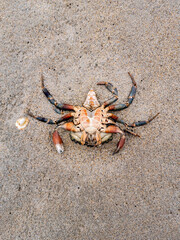 Upside down crustacean, crab, on the sandy beach