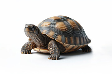 Obraz premium Pond Turtle (Geoemydidae) turtle isolated on solid white background. ai generative