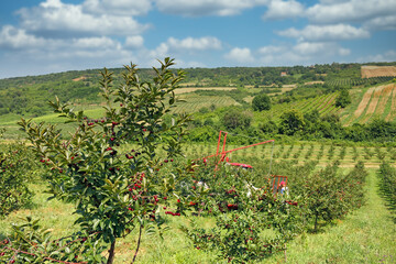 Fototapeta na wymiar Farm workers pick cherries in an orchard spring season
