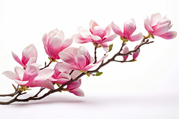 Obraz premium Branch of pink flowers with green leaves on white background.
