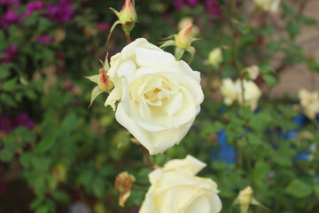 White rose blossom in the garden.