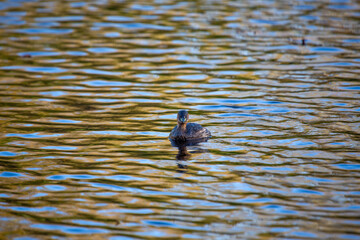 Little Grebe (Tachybaptus ruficollis) in St. Phoenix Park, Dublin