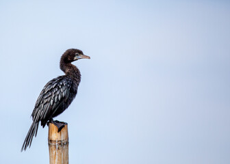 Little Cormorant (Microcarbo niger) in Lowland Nepal