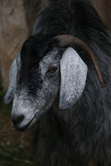 Black and white goat
