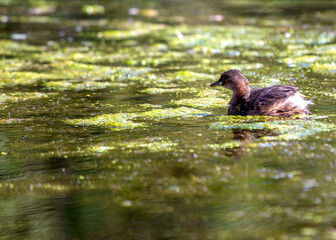 Little Grebe (Tachybaptus ruficollis) in St. Phoenix Park, Dublin