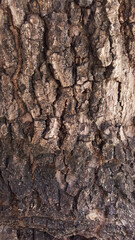 Textura marrom da casca de tronco de abacateiro antigo