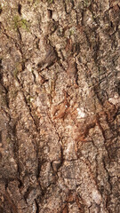 Textura marrom da casca de tronco de abacateiro antigo