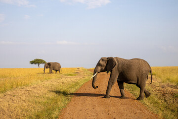Group of African elephants in the wild
