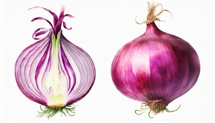 isolated watercolor onion