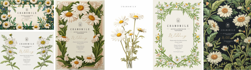Fototapeta premium Chamomile. Illustrations of daisy flowers and leaves for frame, border, vintage wedding invitations on craft paper, floral greeting card, flyer or template in elegant trendy style
