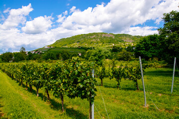 Fototapeta na wymiar Landscape of Mouint of Somlo and traditional vineyard