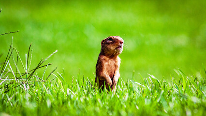 dog in the grass