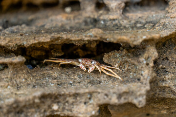 a crab on the beach 