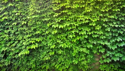 Fototapeta na wymiar green ivy on wall