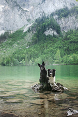 Two dogs perch on a rock amidst a mountain lake, guardians of the alpine wilderness. Their attentive eyes survey the expanse, embodying the essence of outdoor companionship
