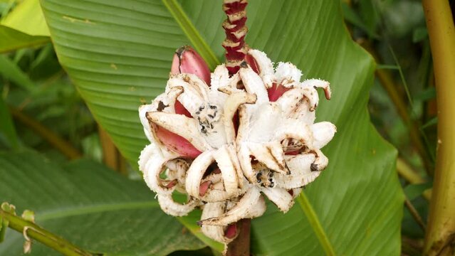 Overripe or rotten bananas. The Pink Velvet banana or Orito banana in San Agustin, Huila province, Colombia. 4K footage.