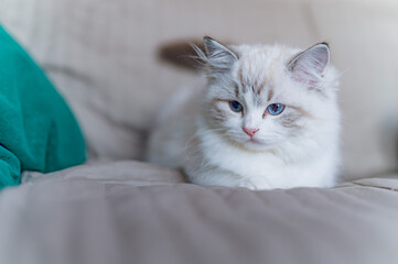 Mały kot rasy ragdoll. Kocię ragdoll. Mały kot. Mały kotek. Młody kot rasowy. Rasowe koty. Młody biały szary kot. Kot z niebieskimi oczami. Niebieskie oczy u kota.  © Daniel