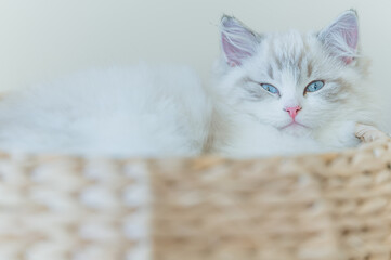 Mały kot rasy ragdoll. Kocię ragdoll. Mały kot. Mały kotek. Młody kot rasowy. Rasowe koty. Młody biały szary kot. Kot z niebieskimi oczami. Niebieskie oczy u kota.  © Daniel