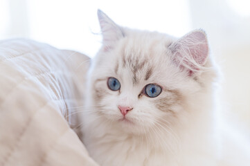 Mały kot rasy ragdoll. Kocię ragdoll. Mały kot. Mały kotek. Młody kot rasowy. Rasowe koty. Młody biały szary kot. Kot z niebieskimi oczami. Niebieskie oczy u kota.  - obrazy, fototapety, plakaty