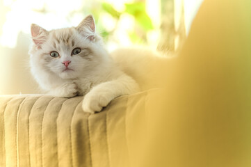 Mały kot rasy ragdoll. Kocię ragdoll. Mały kot. Mały kotek. Młody kot rasowy. Rasowe koty. Młody biały szary kot. Kot z niebieskimi oczami. Niebieskie oczy u kota.  © Daniel