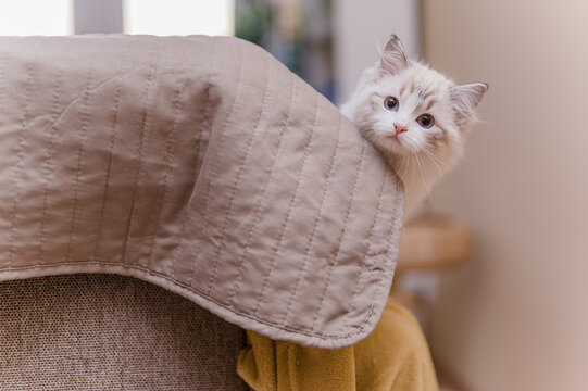 Mały kot rasy ragdoll. Kocię ragdoll. Mały kot. Mały kotek. Młody kot rasowy. Rasowe koty. Młody biały szary kot. Kot z niebieskimi oczami. Niebieskie oczy u kota. 