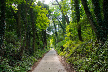 Fototapeta na wymiar Path in the forest of Mount Somlo